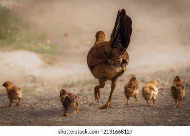 Entdecken Sie die Leidenschaft derChicken Road Online Casino Spiele in - overview