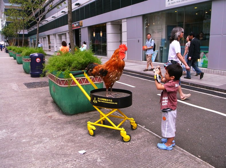 Explore chicken road game