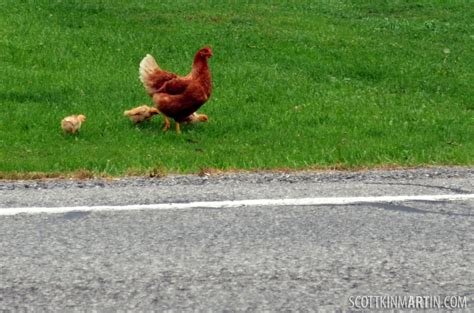 Best chicken road spielen in Germany